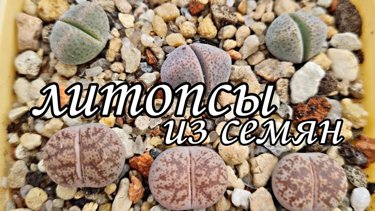 Литопсы (Lithops) - живые камни из семян.