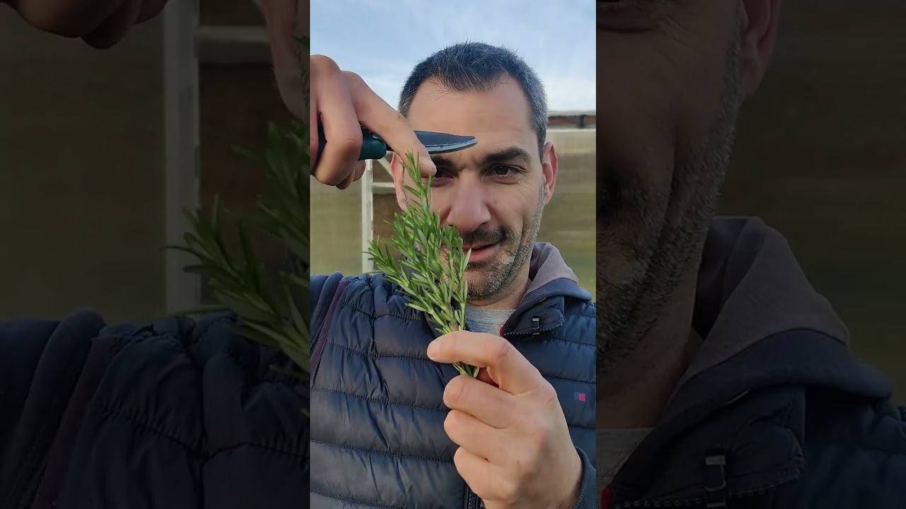 Comment faire des boutures de romarin, thym, sauge et lavande