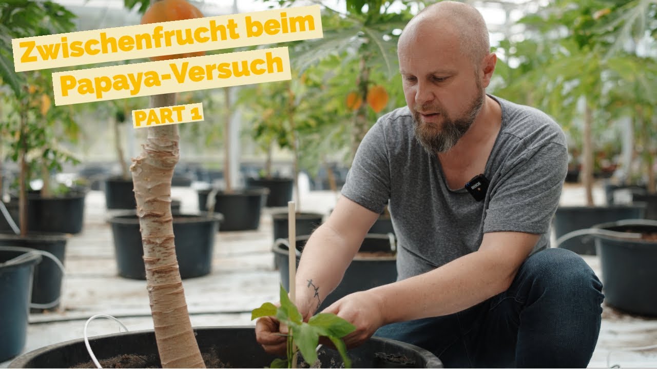 Gemüseanbau DIY im Gewächshaus als Papaya-Zwischenfrucht! PART1 #tropicalhouse #diyplanters