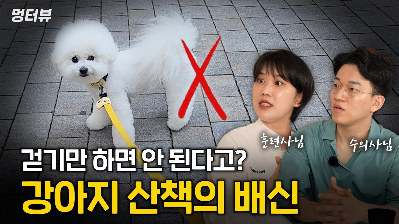 대부분 실수하고 있는 강아지 산책방법? 수의사와 훈련사가 제대로 알려드립니다 | 멍터뷰ep.19