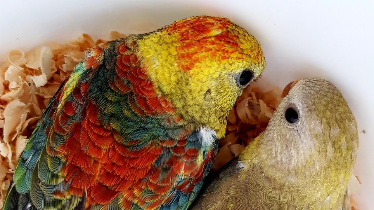 RED RUMPED -  REVELANDO A COR DOS FILHOTES