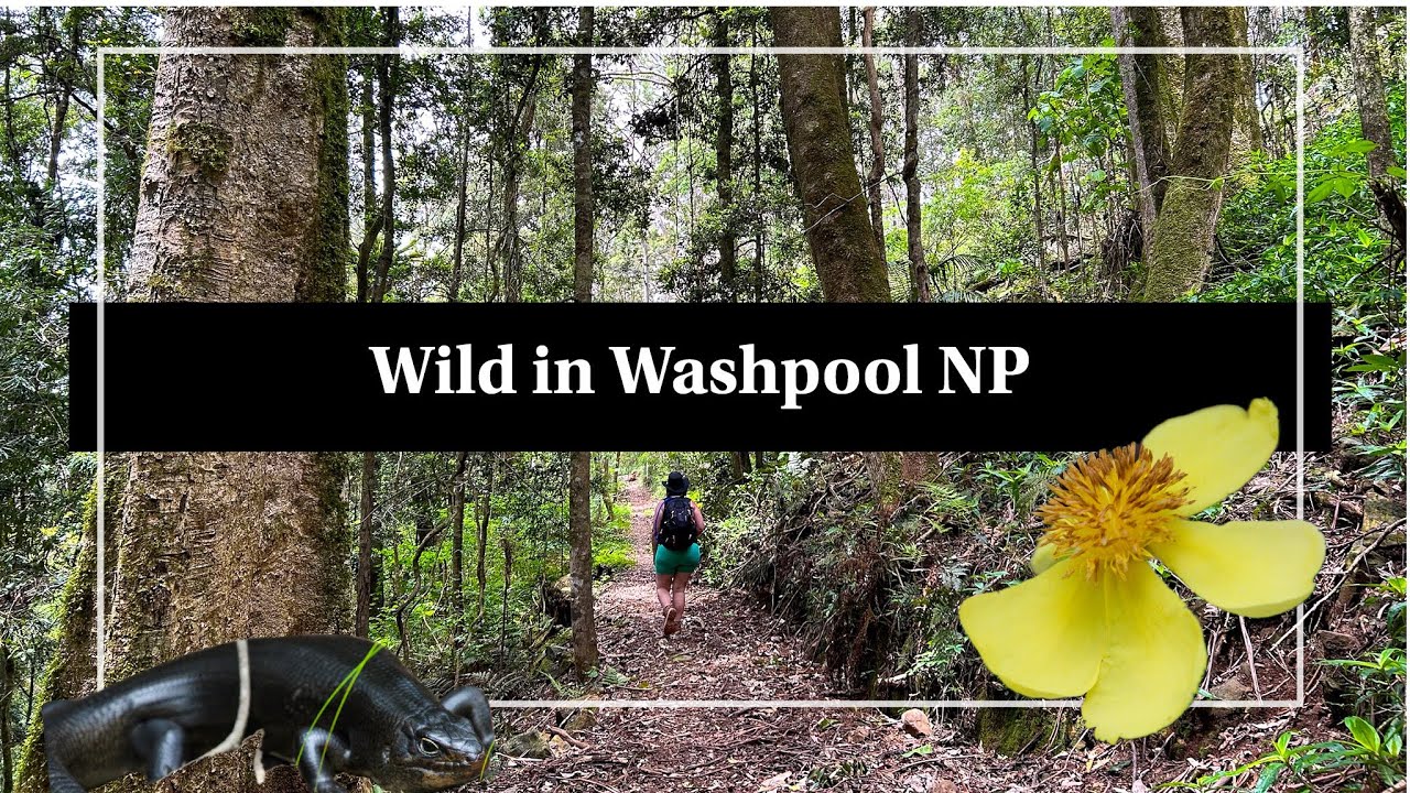 WILD in Washpool National Park