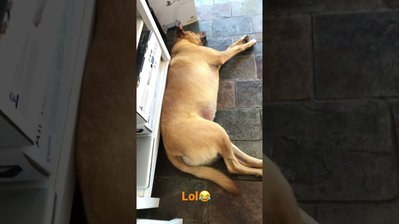 Dead Dog&hellip;