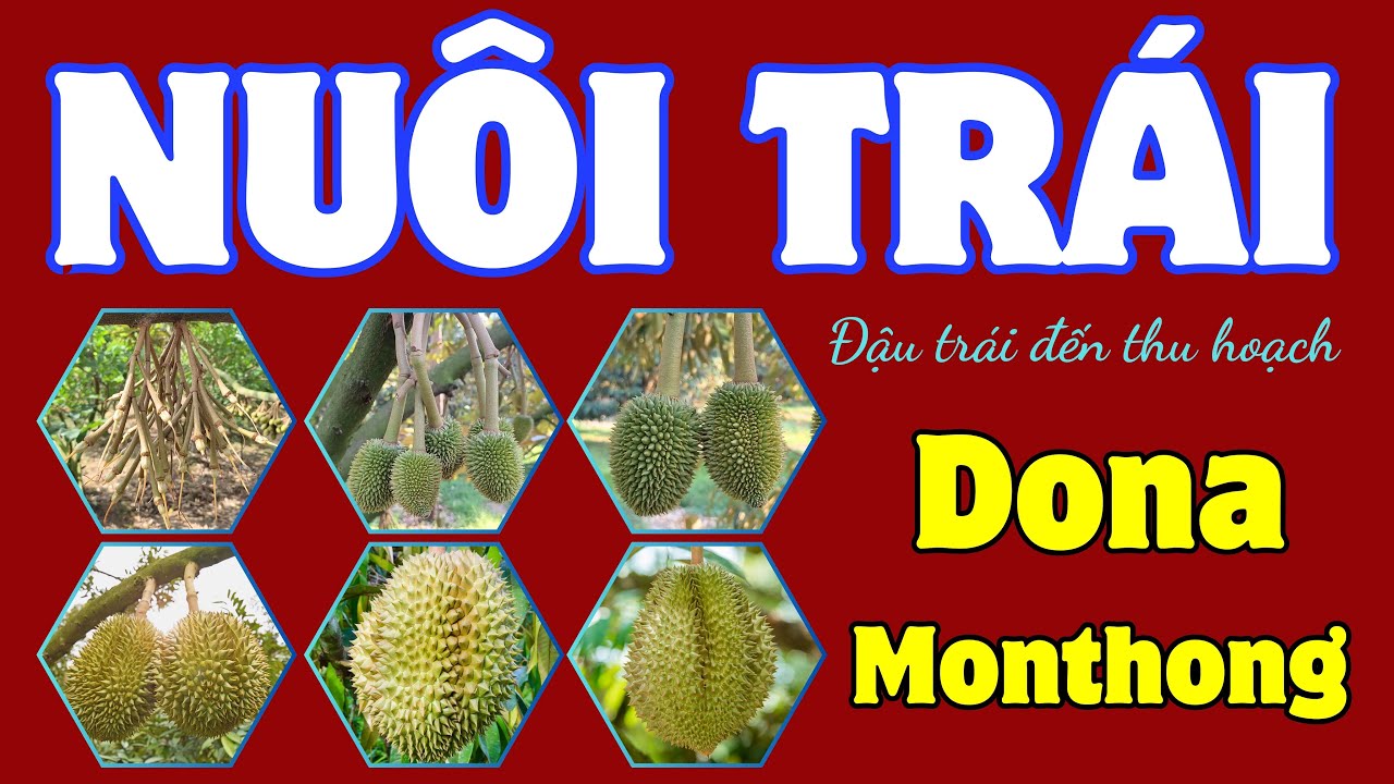 Thao tác kỹ thuật chăm sóc sầu riêng Dona, Monthong giai đoạn NUÔI TRÁI | Từ đậu trái đến thu hoạch