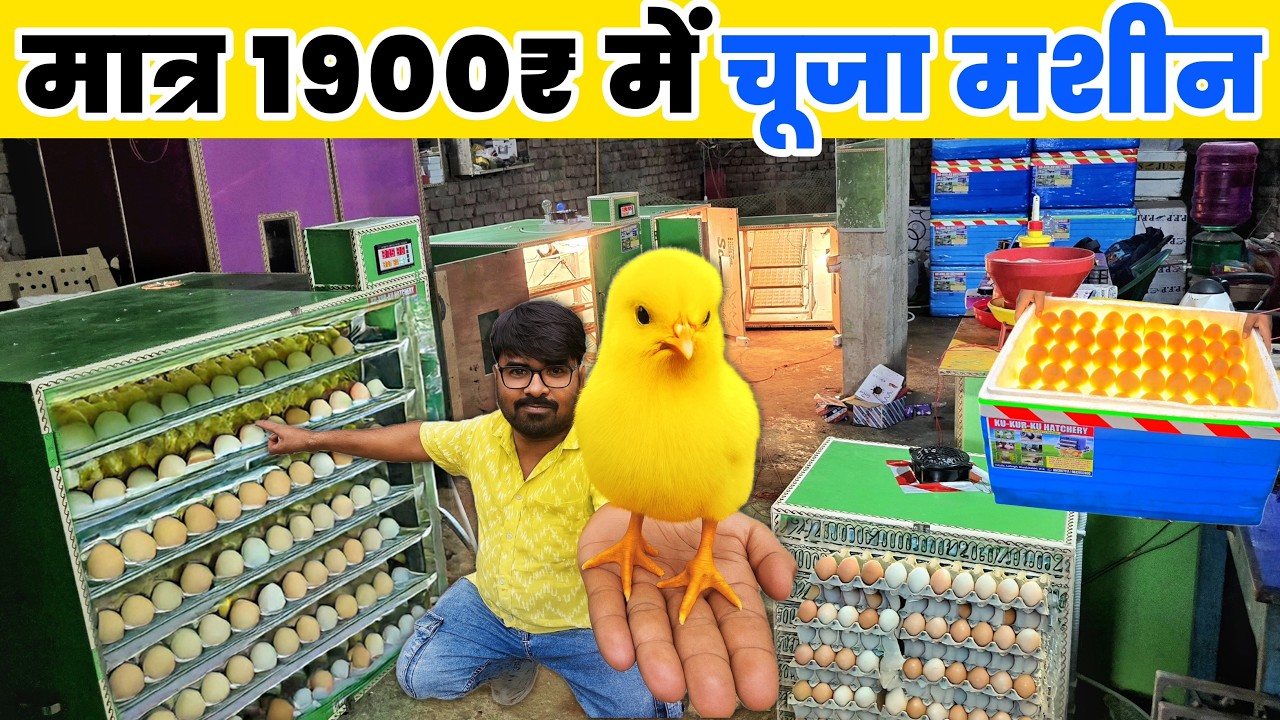मात्र 1900₹ में अंडा से चूजा निकालने वाली मशीन | Egg Incubator