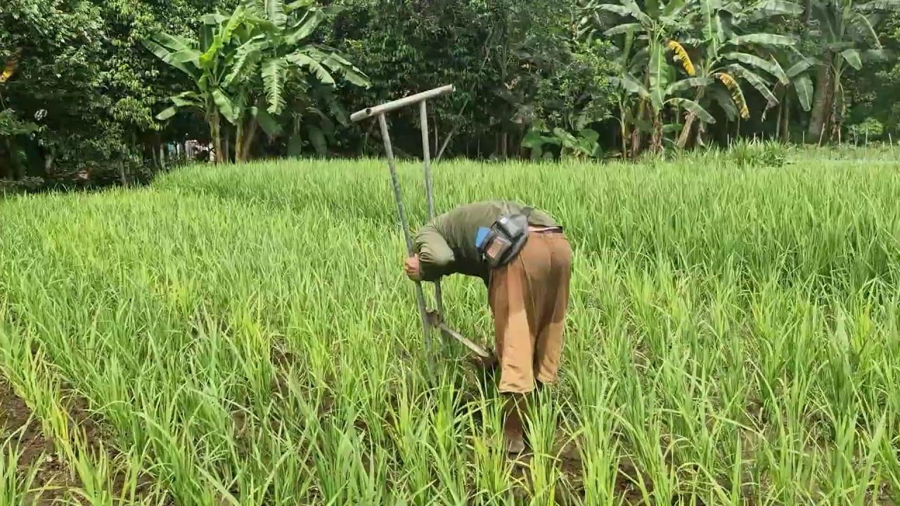 BRILLIANT RICE FARMING HACK: EASY WEEDING WITH A SIMPLE CREATIVE TOOL! - Agriculture Farming