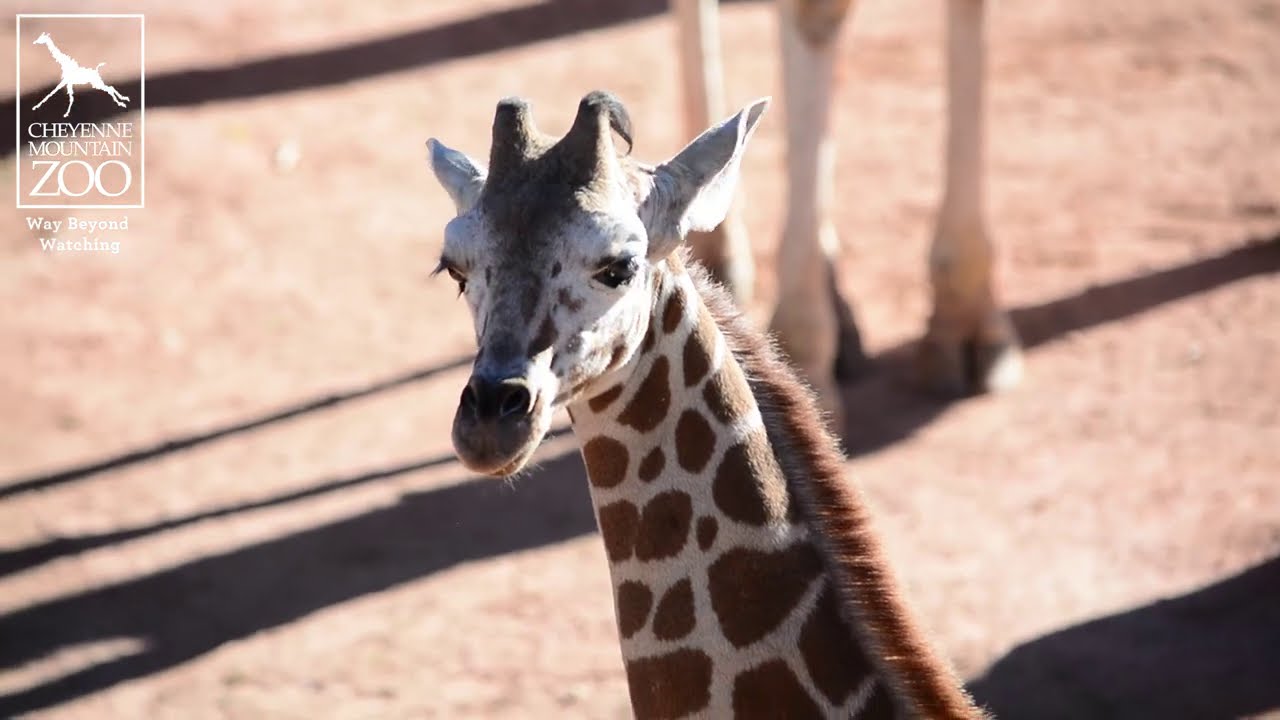 Checking in on two-month-old giraffe calf, BB