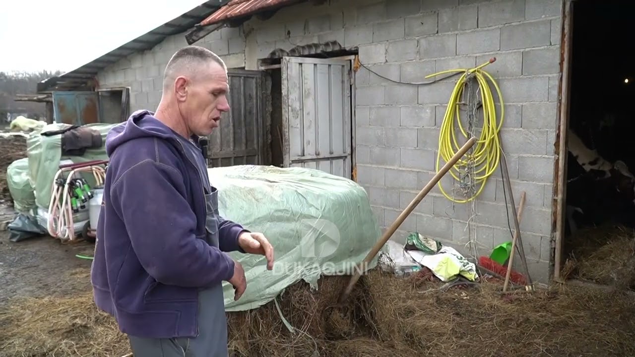 “Fermën e kom ndërtu veç për një lopë...” - Kush është fermeri që nisi nga zeroja?