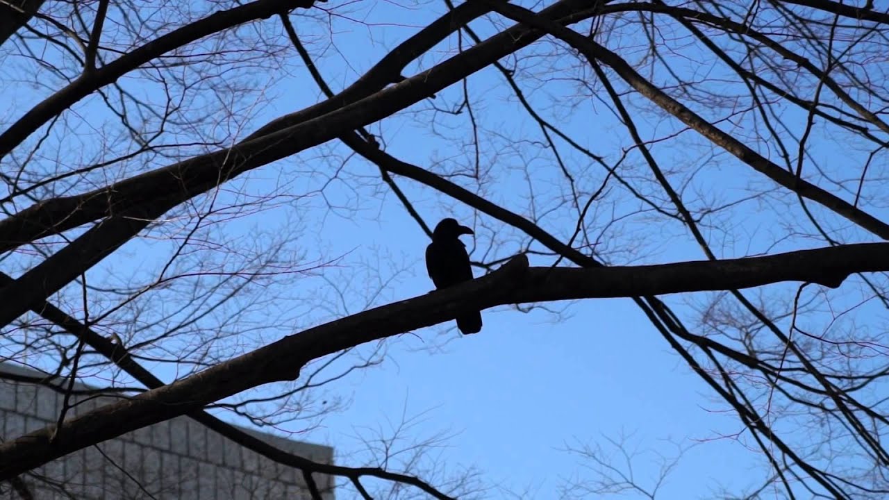 Japanese Crow (Black Bird)