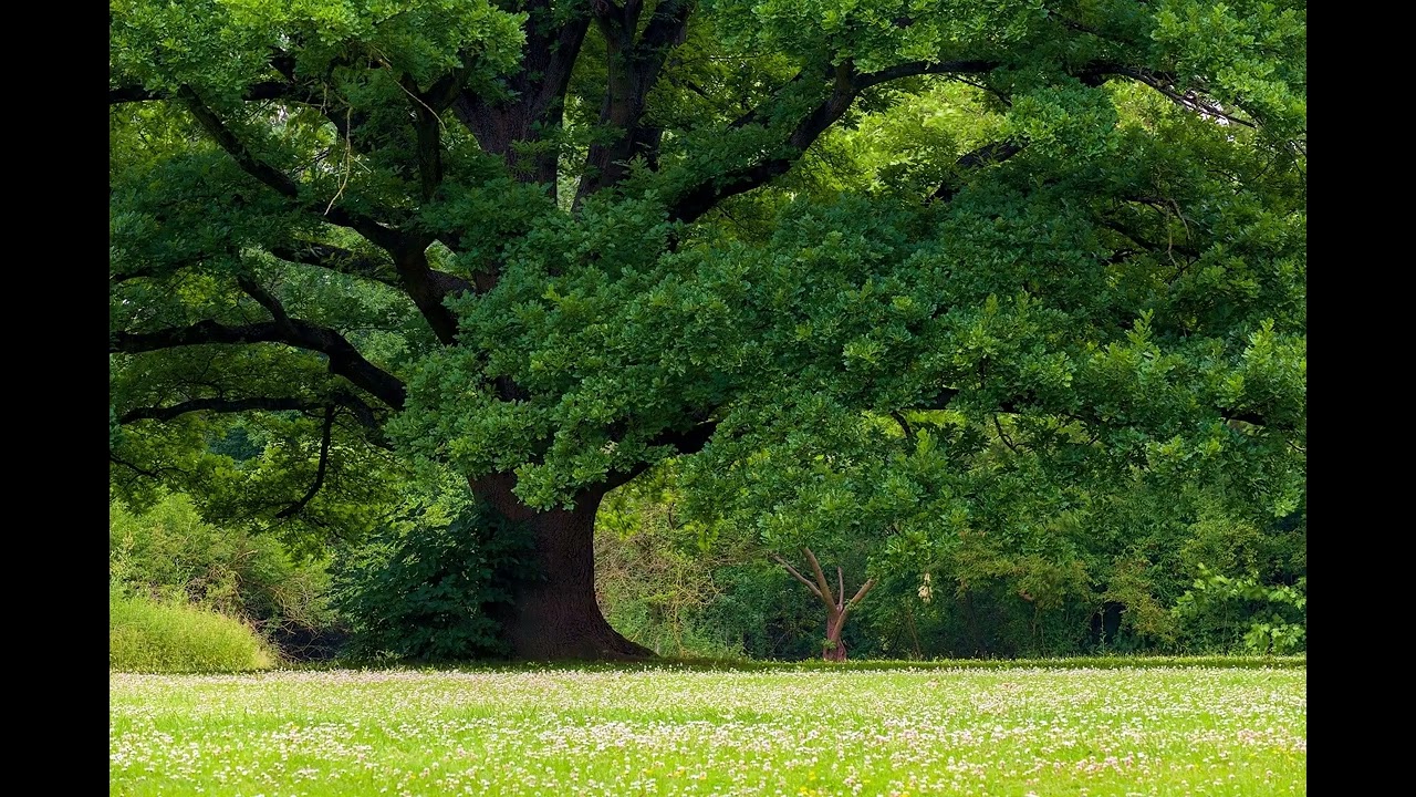Solitude