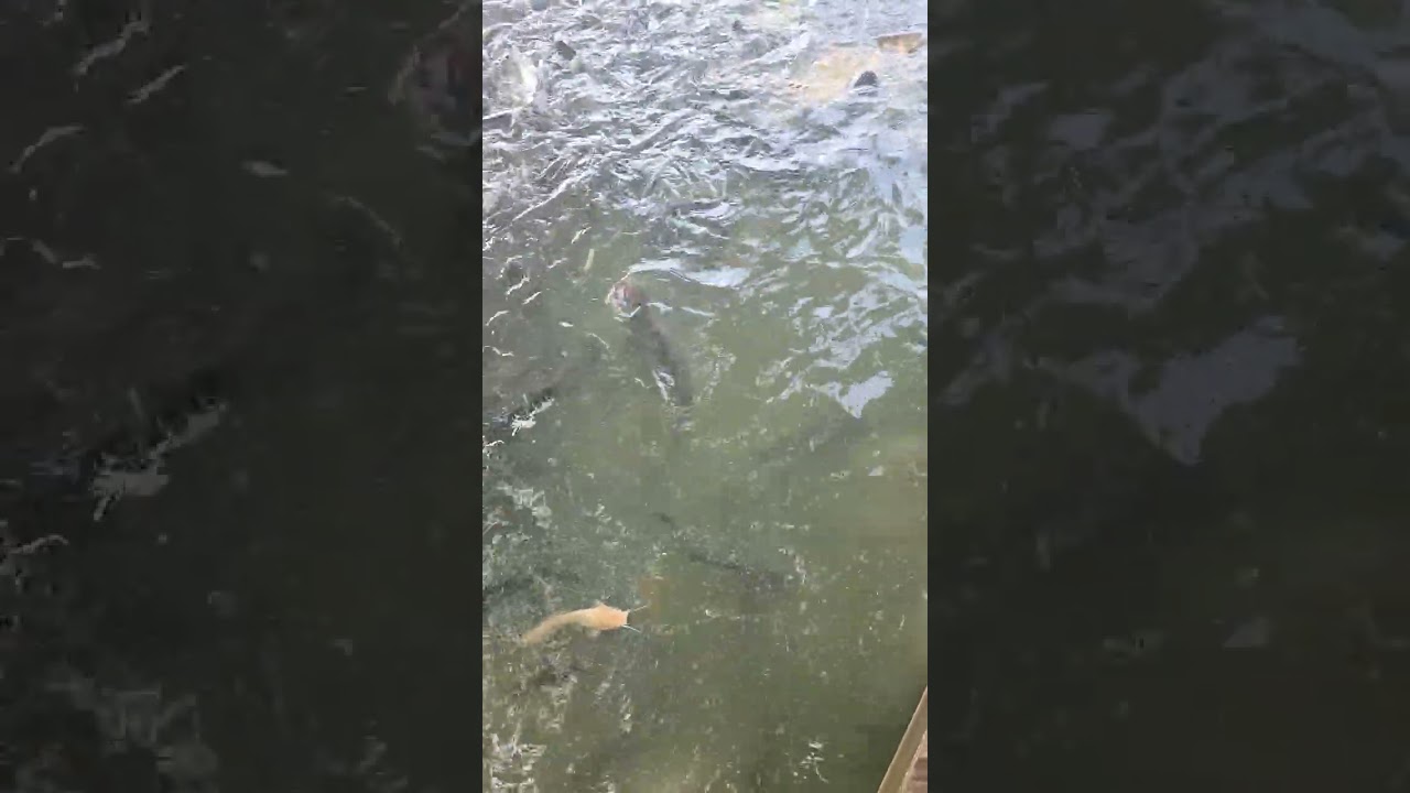 Thả ếch mùng 19 tháng giêng năm bính ngọ