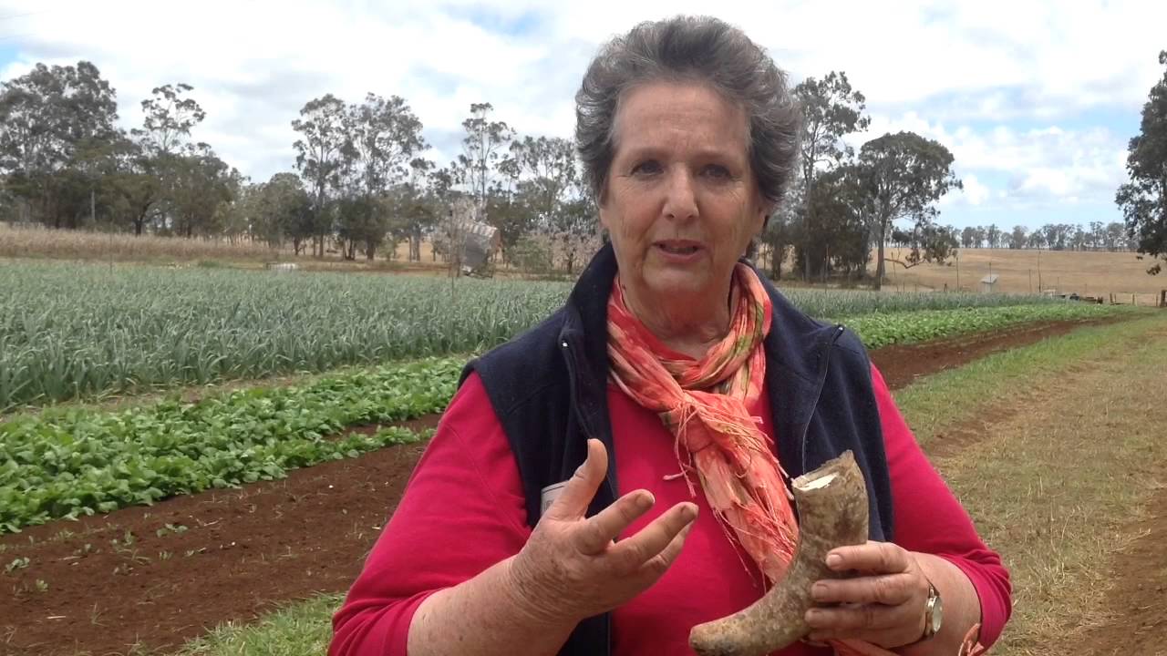 biodynamics fnq   501 horn silica preparation