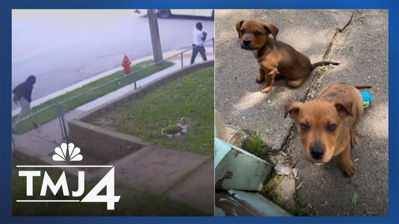 Family pleads for help after their dogs were stolen on camera