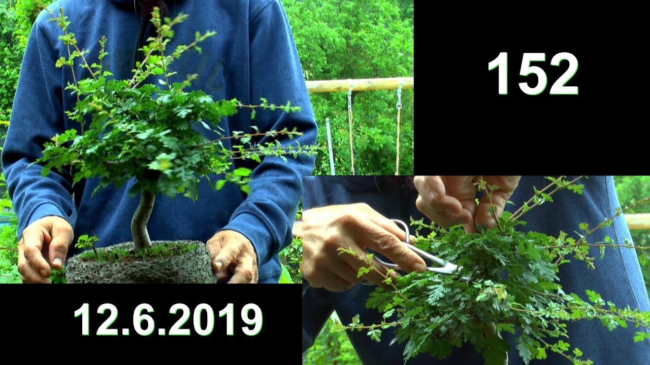 Weißdorn Bonsai schneiden Wilder Wein Bonsai Entwicklung