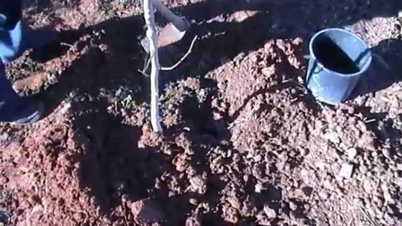 NOCE inserimento su terreno