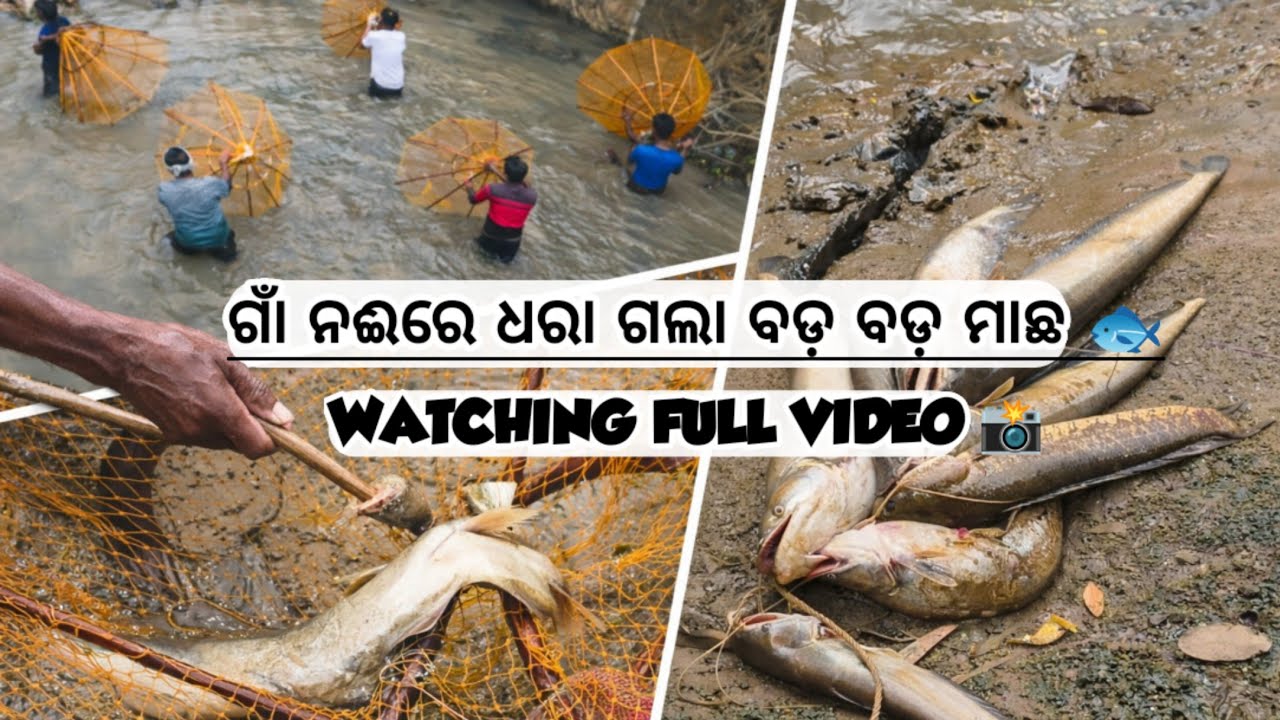 “Big fish were caught in the village river.” / ଗାଁ ନଈରେ ଧରା ଗଲା ବଡ଼ ବଡ଼ ମାଛ 🐟