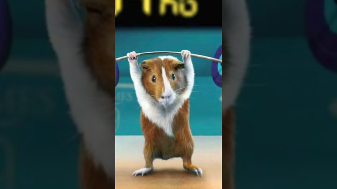 Buff hamster meets his enemy #shorts #strong #hamster