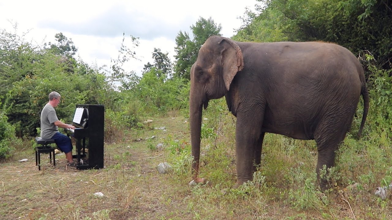 Chopin “Raindrop Prelude” on Piano for VERY Old Elephant