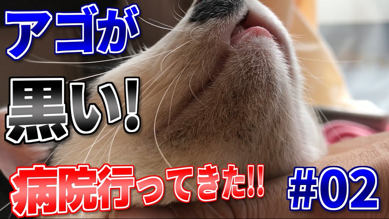 猫のアゴが黒いときの正体と対策#02 - 治らないので病院に行ってきた
