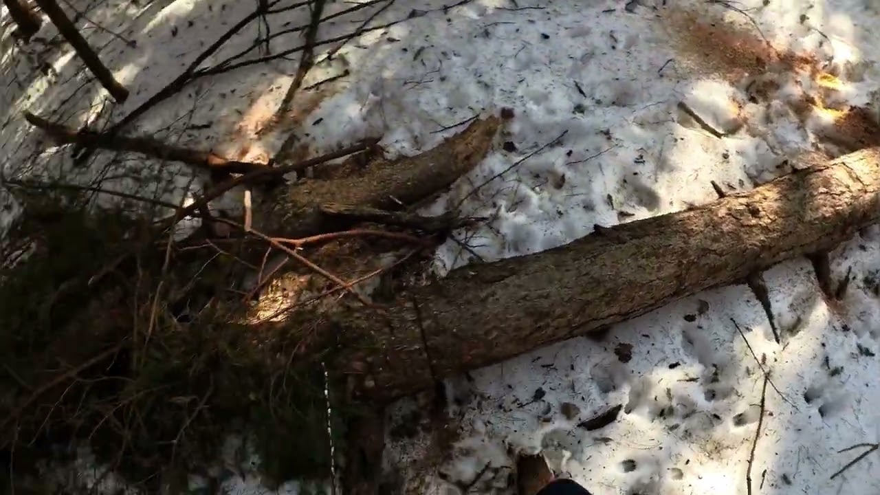 Cub Dragging Trees, Limbing a Tree