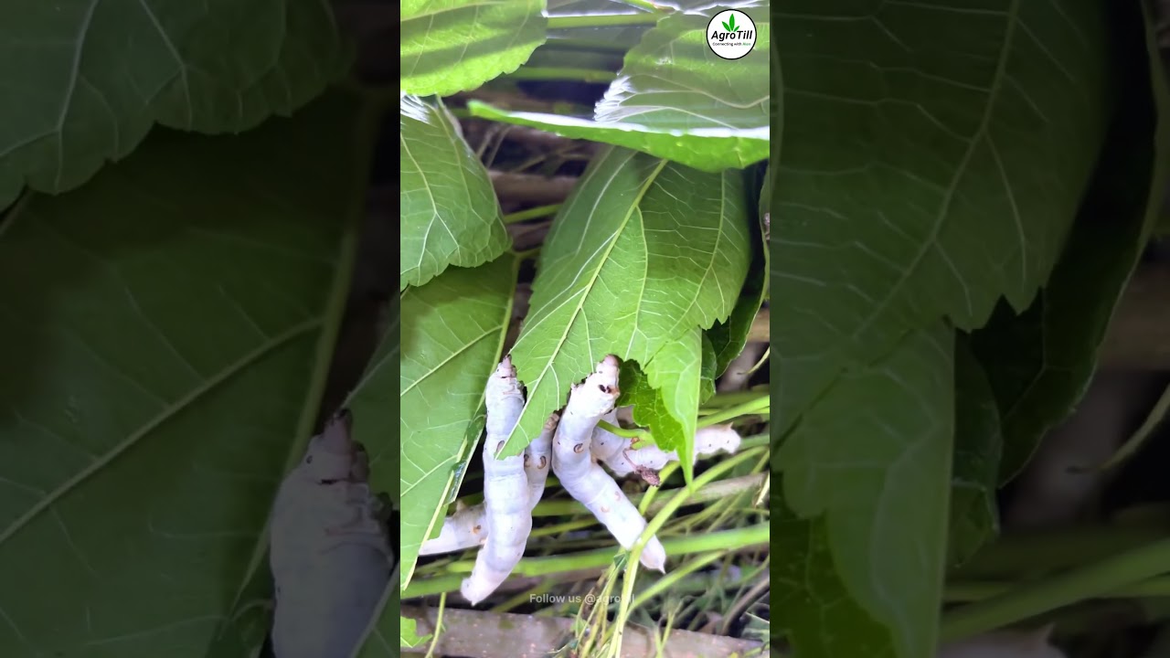 Шелководство 🐛 | Шелководство