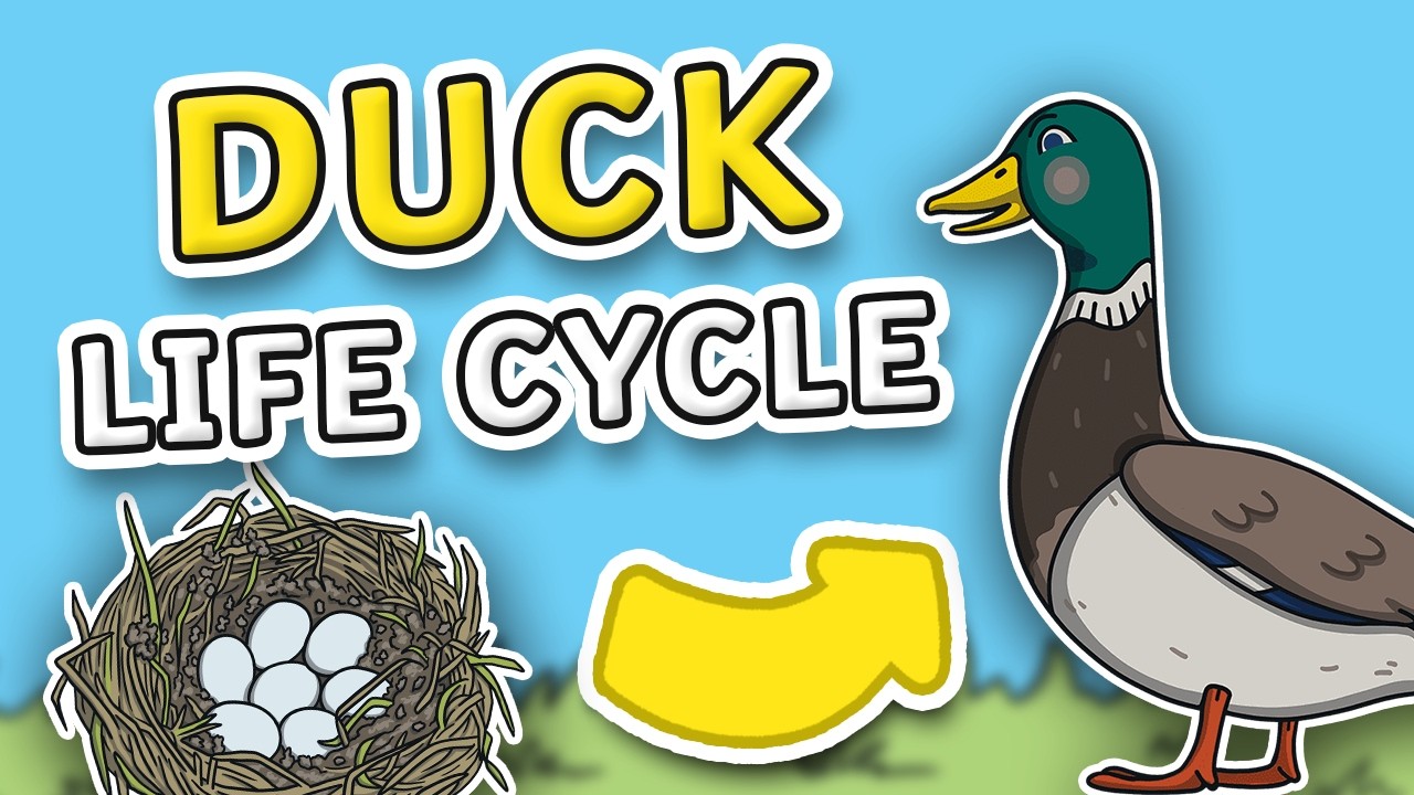 The Life Cycle of a Duck | Duck Life Cycle | Science for Kids!