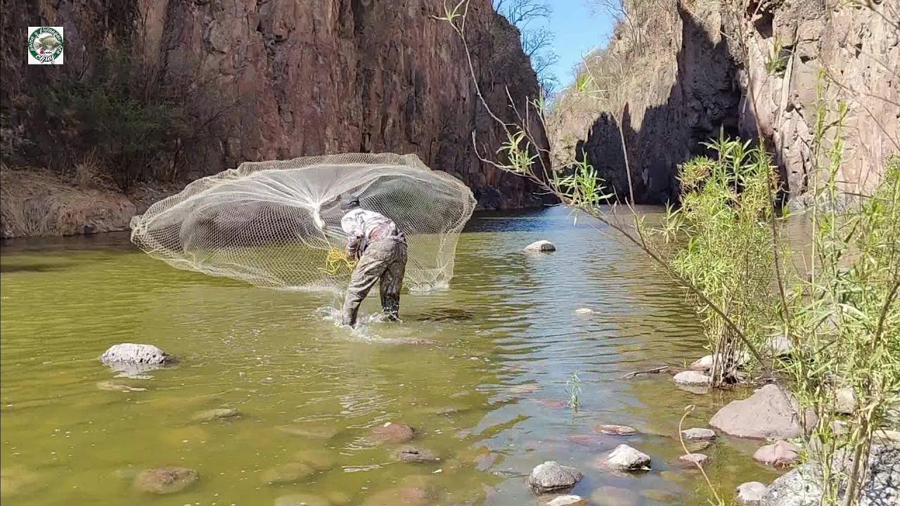 Increíble pesca primera crecida del rio arrastra los peces de los charcos bagres tilapias carpas