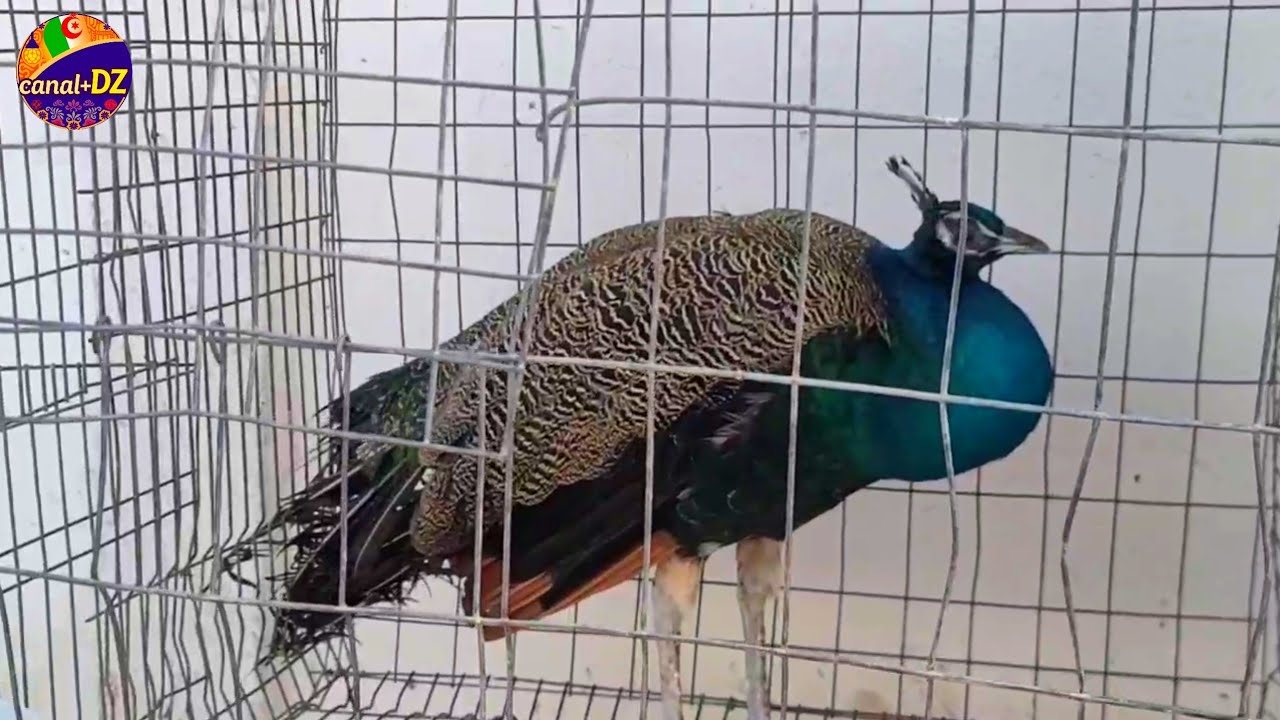 🔴 فيديو خاص بالدجاج الزينة بكل أنواعها منقول من سوق بودواو لبيع كل مايخص الدجاج الزينة و الأرانب !؟