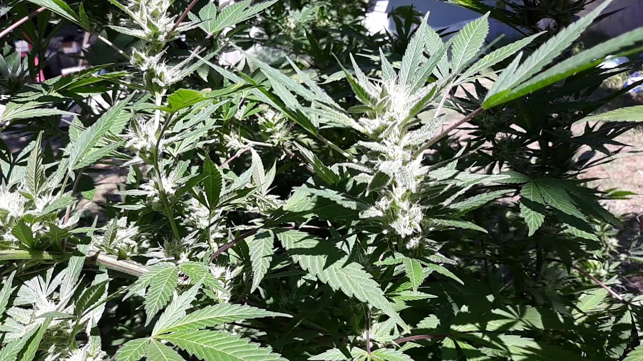 Harvestober. Getting close to harvest and the buds are huge and sticky(8)