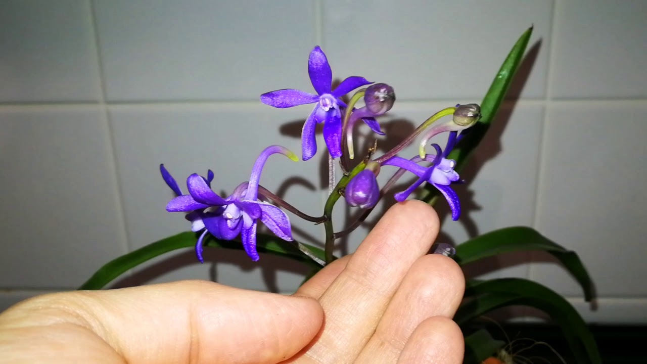 Darwinara Charm 'Blue Star'
