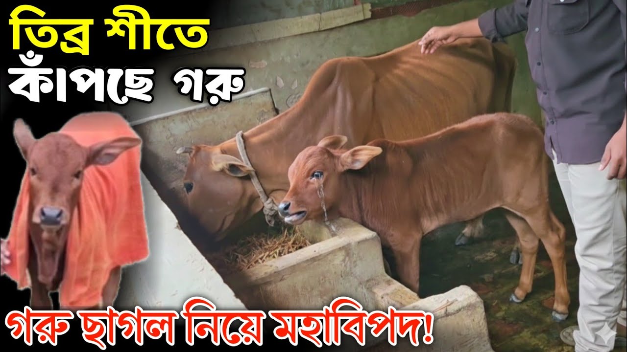 তিব্র শীতে কাঁপছে গরু