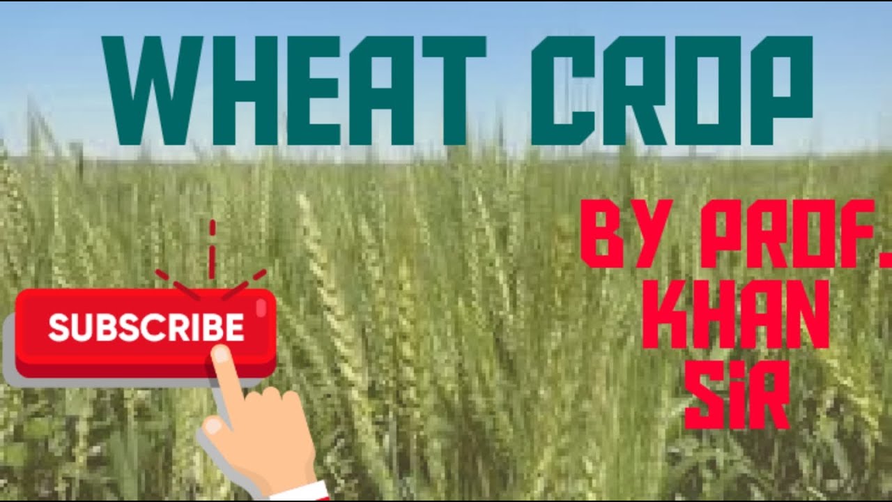 L-01 WHEAT CROP CLASS 12th