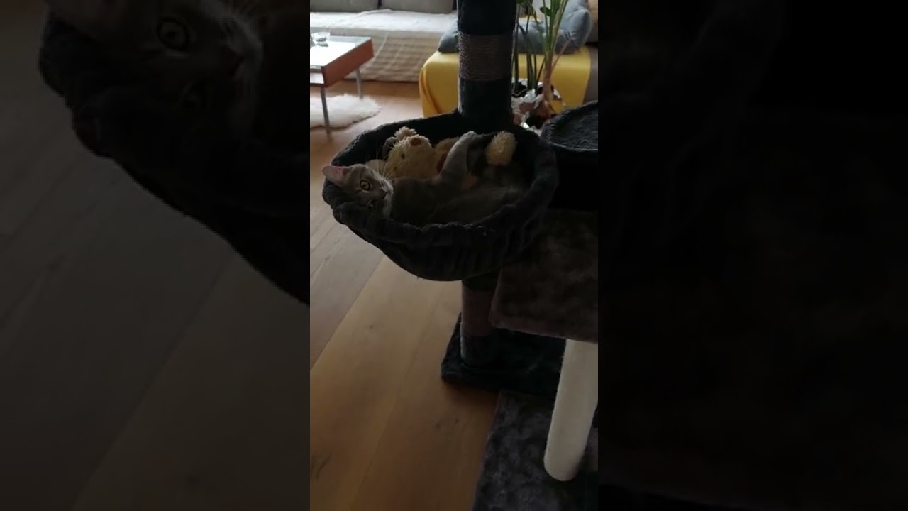 Katze schmust mit Teddi