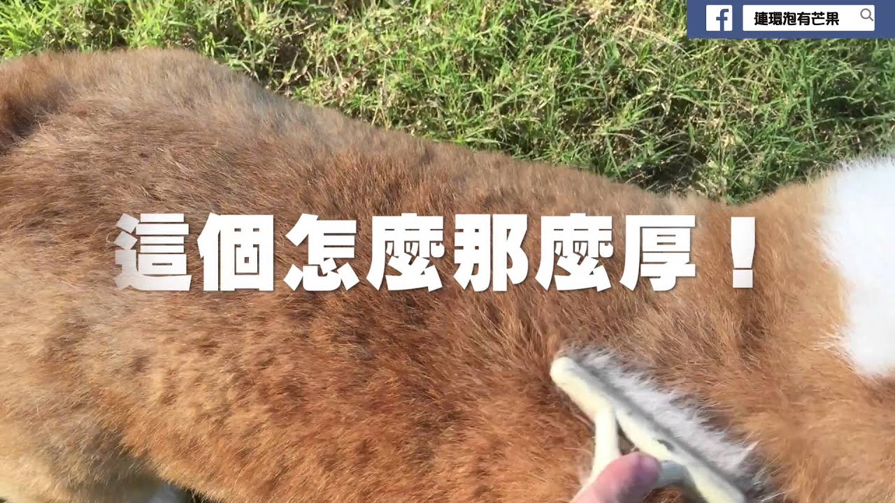 [連環泡]梳毛記