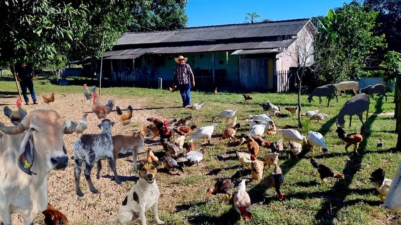 Nunca Vi Tanta Fartura na Roça! O Rancho Onde seu  Zé da Noite vive  é Um Verdadeiro paraíso