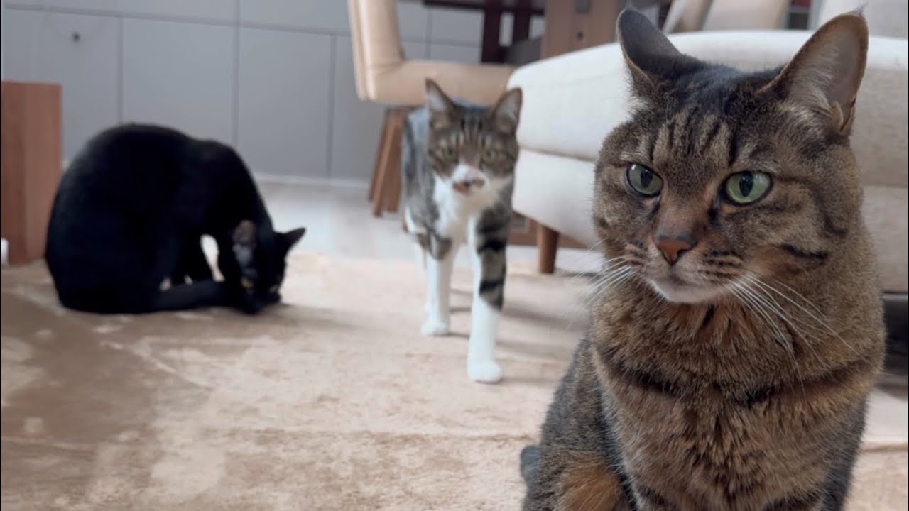 【4匹の猫】今日の猫たち【日常】