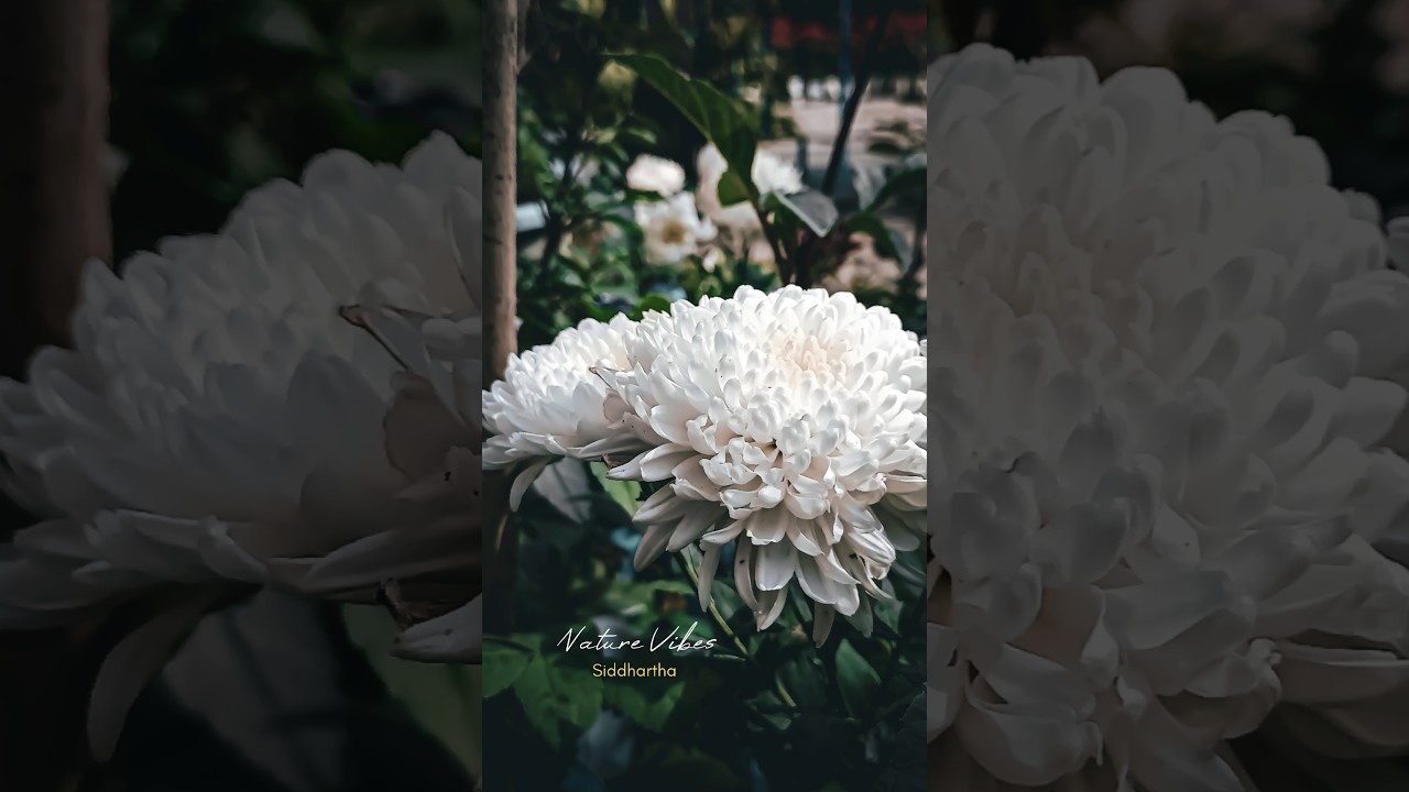 Oneplus pro mode settings ✌️ #shorts #photography #tutorial