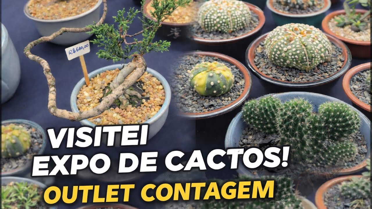 Visitei a Expo de Cactos no Outlet Contagem 🌵 | Raridades e Cactos Diferentões