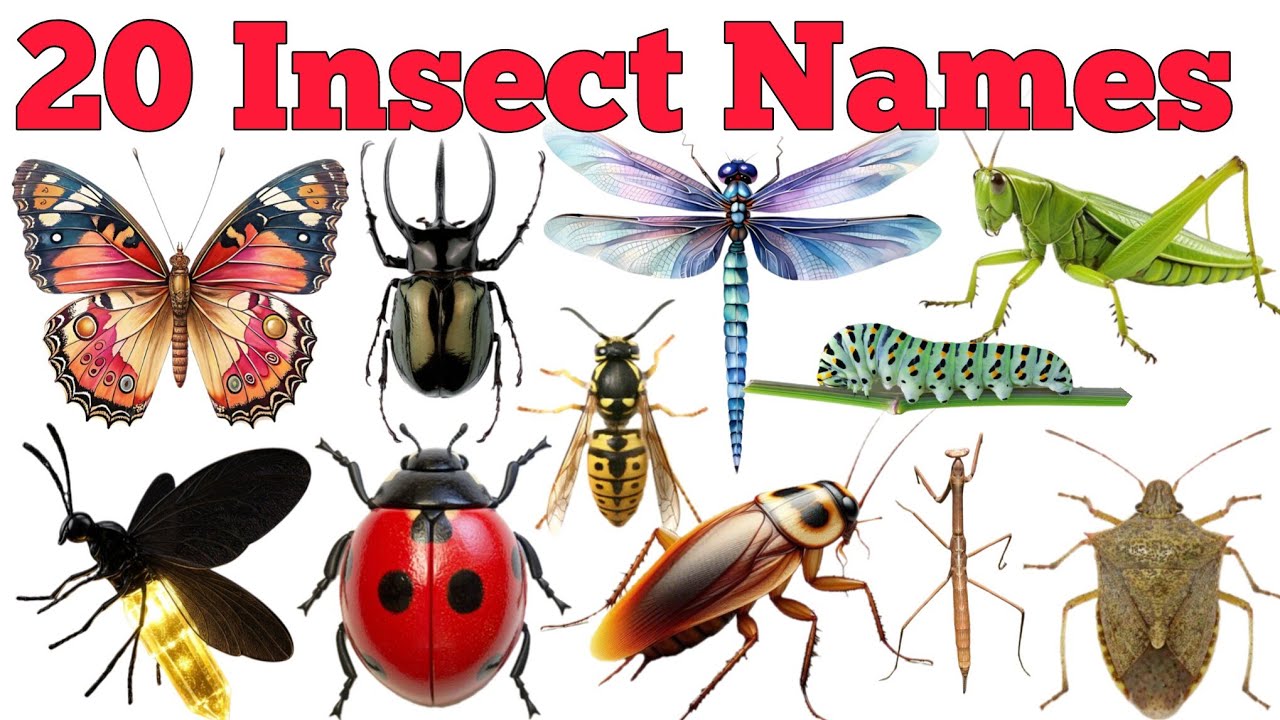 Learn 20 Insects Names And More In English & Hindi With Fun Facts| Fun Learning Session For Children
