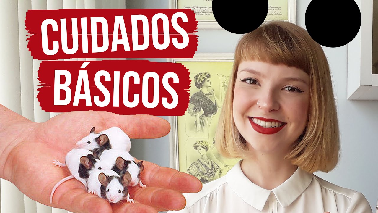 Cuidados básicos com camundongos | Topolinos 🐭