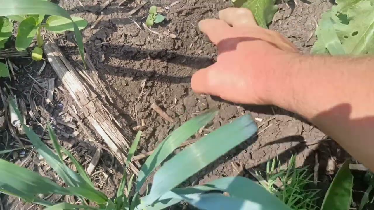 Обіцяний тогорічний пар.