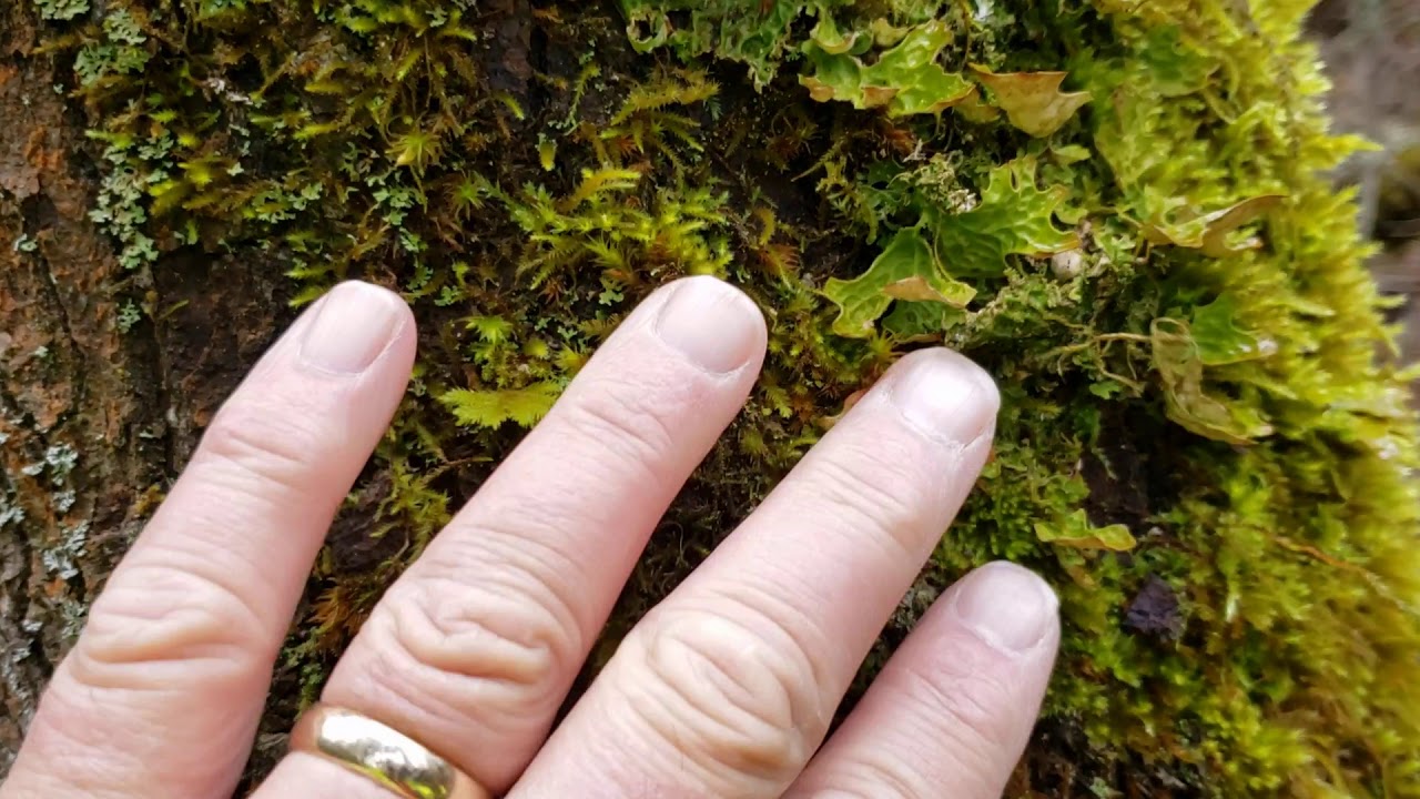 RCC Bio 213 Foliose lichen example