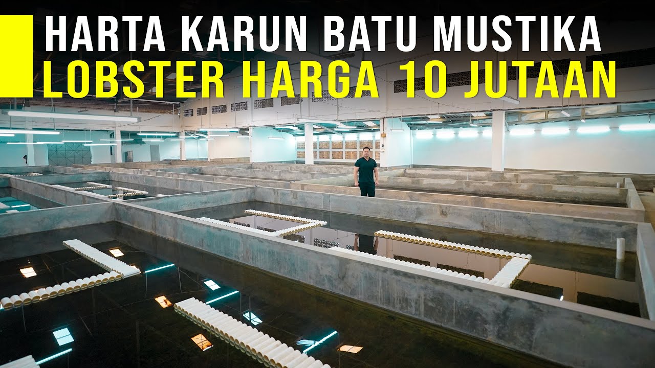 Batu Mustika Lobster Air Tawar, Bagian Paling Mahal Lobster Harga 10 Jutaan/Kg