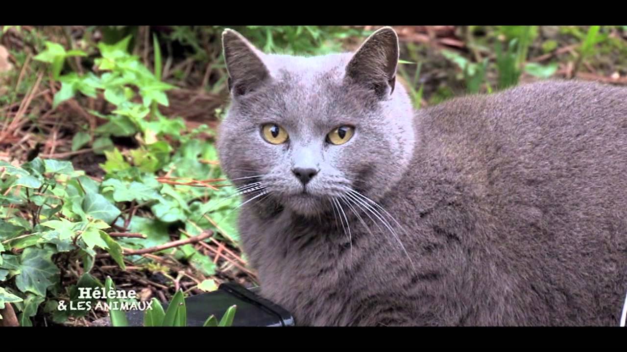 Danièle et les chats Chartreux