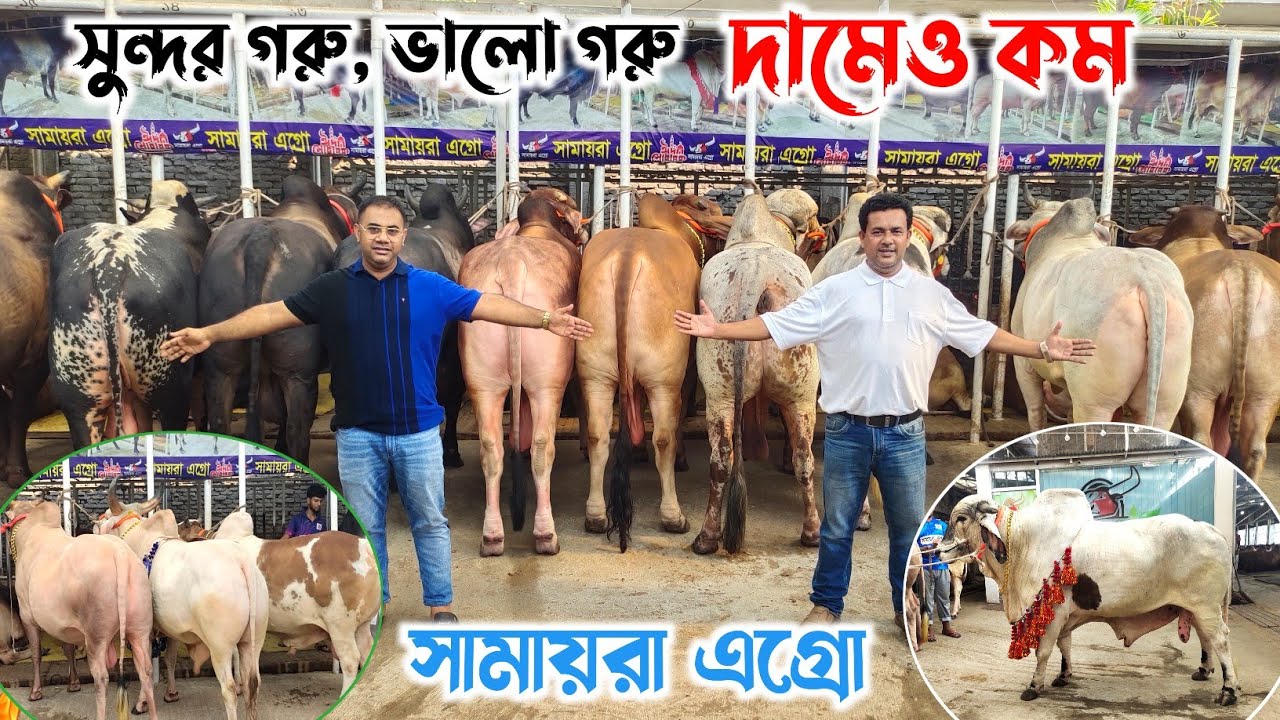 চ্যালেঞ্জ করে কম দামে গরু দিতে চায় সামায়রা এগ্রো কেরানীগঞ্জ! কোরবানির গরু ২০২৪
