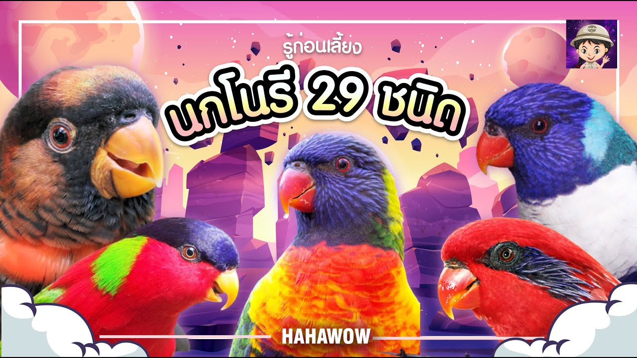 นกโนรี  29 ชนิด น่ารักมาก ใครอยากเลี้ยงต้องดู รู้ก่อนเลี้ยง