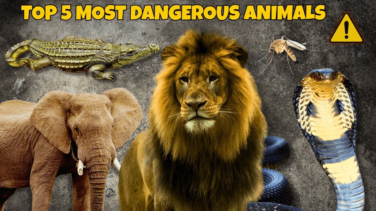 Top 5 Most Dangerous Animals for Kids! | Learn Fun Facts With Pictures & How to Stay Safe 🐊🐘🐍