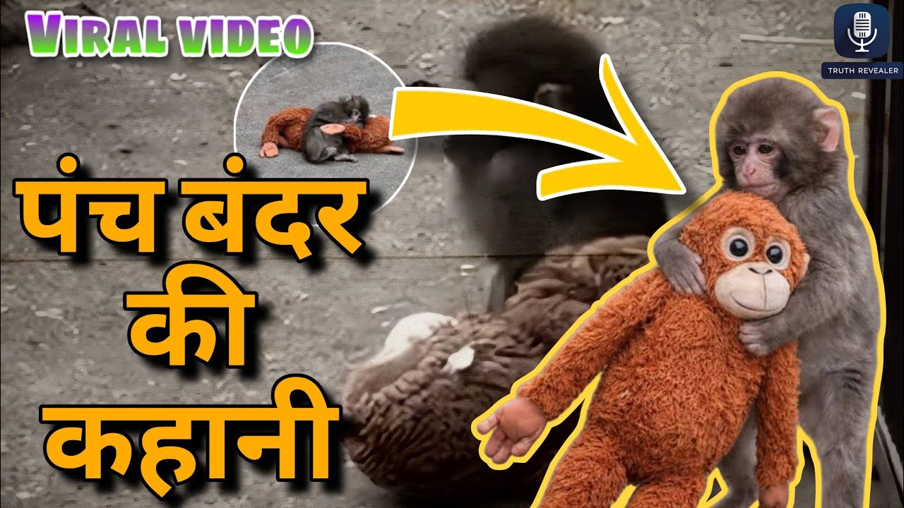 The story of Monkey &ldquo;Panch&rdquo; || पंच बंदर की कहानी || Japan Zoo || Truth Revealer || 