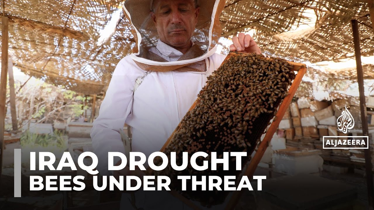Extreme heat and drought threaten Iraq&rsquo;s bees and honey production
