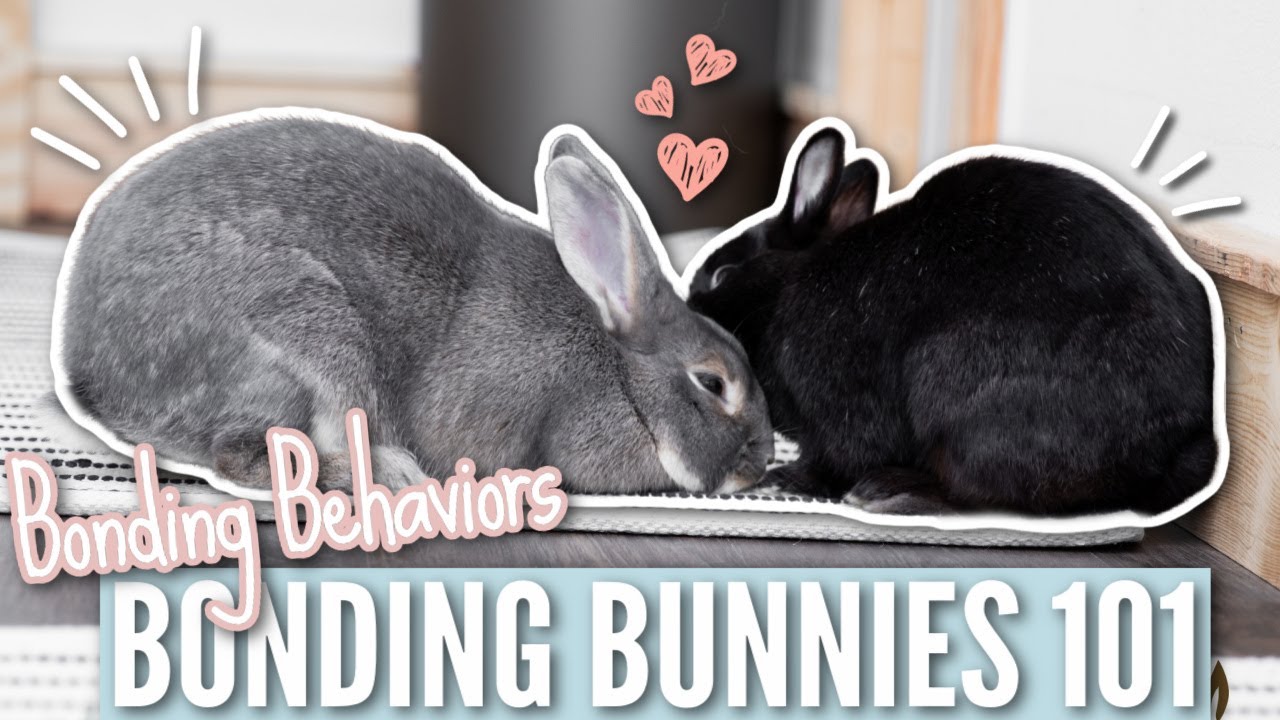 Bonding Bunnies 101 - Bonding Behaviors